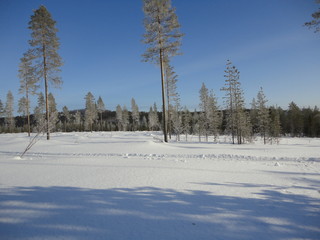 winter mountain landscape with snowy trees and snow