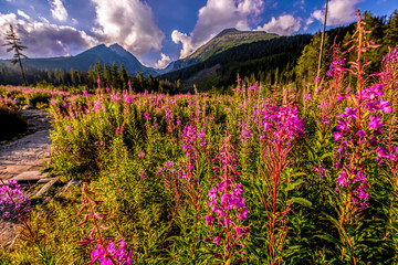 Beautiful waterfall flowing from top of a stone wall. Waterfalll Skok. Mlynicka valley with stone hiking trail. High Tatras mountains in Slovakia © Zedspider