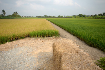 Yellow and green fields Naturally beautiful A suburb of Bangkok, Thailand. Stock images