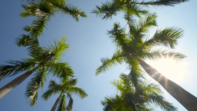 Palm Trees Against a Summer Sky Wide Shot Camera Looking up at Green Palm Trees in 4K format POV Loopable No People