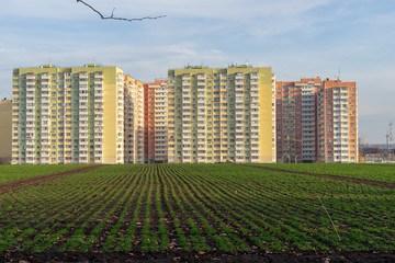 Image of young shoots of wheat against the background of residential buildings.