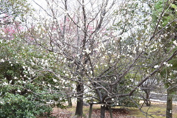 梅の木