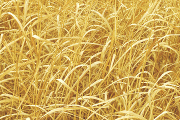 Golden decorative cereal grass with shallow depth of field. Abstract trendy modern natural texture background