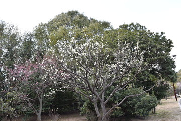 梅の木
