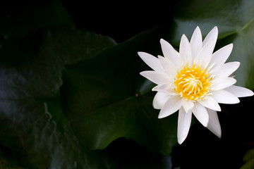 White Lotus flower isolated in green background