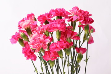 Pink carnation flowers isolated on white background