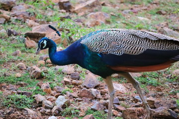 Obraz premium side shot of a peacock, concept for beauty, peacock image
