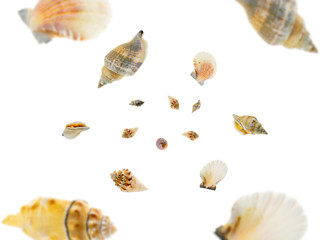 Tropical background. Hello Summer time. Seashell falling on white.