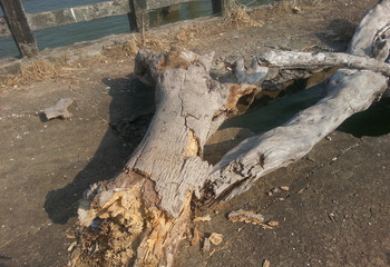 old wooden trunk demolition. one large piece of wood on a concrete floor.