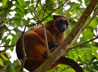 Cute wild red tree kangaroo in tropical foliage in Queensland Australia