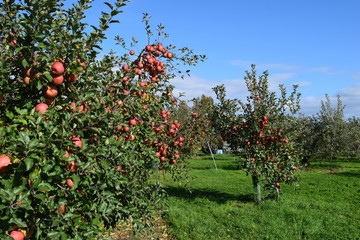真っ赤に実ったリンゴ