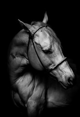 Retrato de un caballo banco