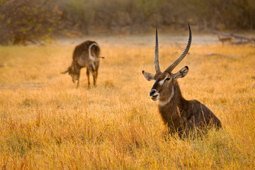 Naklejka premium Wasserbock