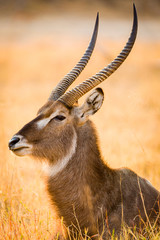 Wasserbock
