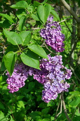 Brushes of blooming varietal lilac close-up