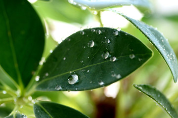 drops on leaf