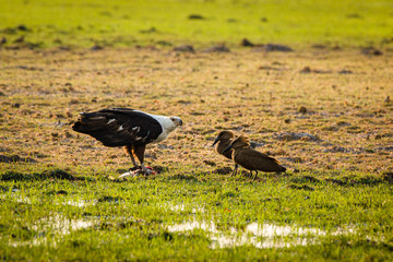African Fish Eagle and Hammerkopp