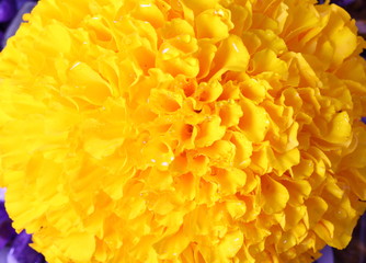 Yellow Concentric Flower Center Macro Closeup.
