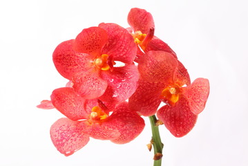 Fototapeta na wymiar Red orchids on white background