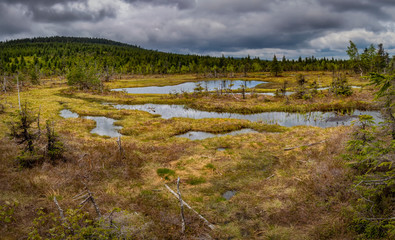 Summer landscape of moors, marshes, swamps.