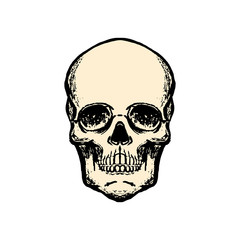 Illustration of human skull in vintage style. Design element for logo, label, sign, emblem, poster.