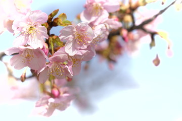 早咲きのソフトな河津桜の花が咲く
