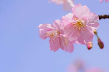 早咲きのソフトな河津桜の花が咲く