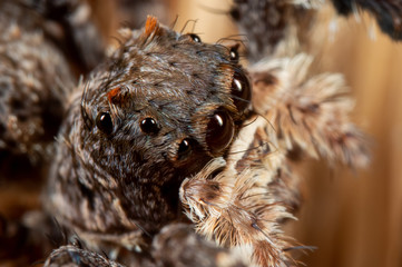 Macro Photo of Head of Portia Jumping Spider on a Broom