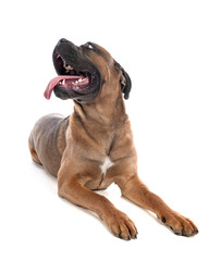 Obraz premium cane corso in studio