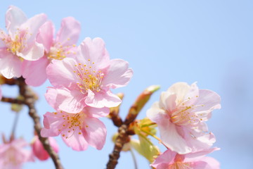 早咲きのソフトな河津桜の花が咲く