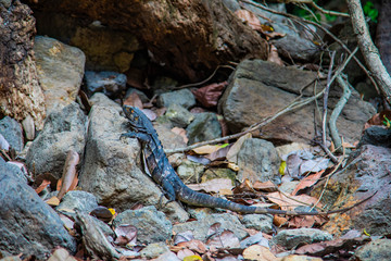 An iguana creeps up stones. Costa Rica. - obrazy, fototapety, plakaty