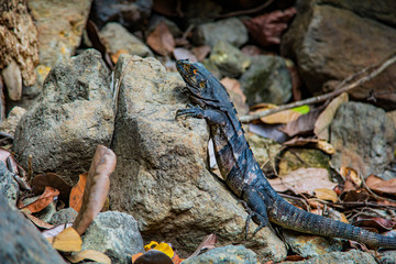 An iguana creeps up stones. Costa Rica.