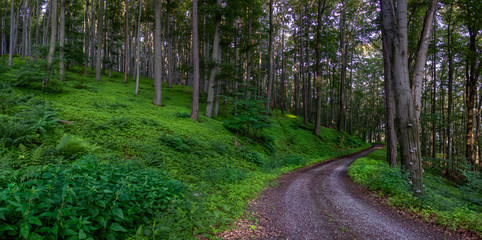 Forest Road. In the green forest. Forest path Gabrielka.