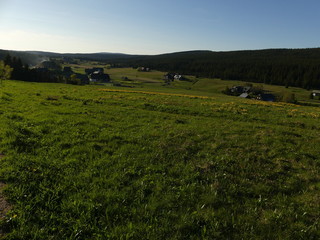 Summer landscape meadow, trees, path.