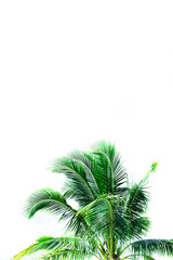 leaves of coconut tree isolated on white background, clipping path included	