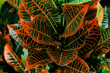 Colorful croton leaves. multi-colored bright leaves multi-colored bright Codiaeum Variegatum leaves. texture of colored leaves background. yellow, green red burgundy. © PaToo