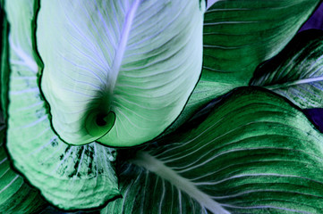 abstract green leaf texture, nature background, tropical leaf	