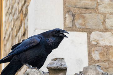 Black Crow Raven at the tower of london, London, England, UK