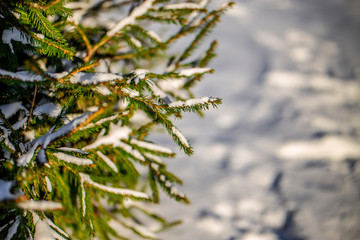 Tree branches in the Snow
