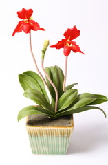 Artificial red orchids on white background.