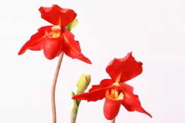 Foto op Plexiglas Artificial red orchids on white background. © Suwit