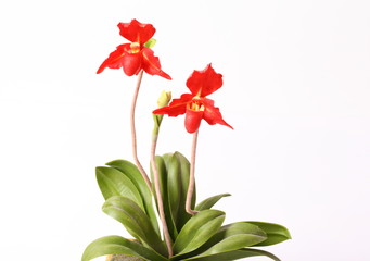 Artificial red orchids on white background.