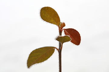Snow on the leaves of Euonymus spear