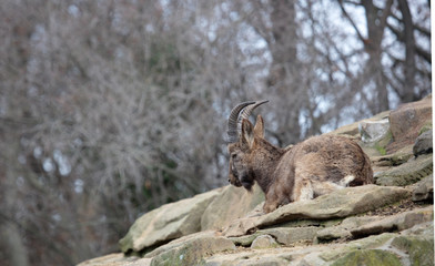 Capricorn resting on the rocks