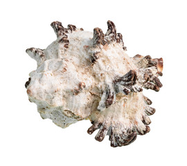 dried white shell of rock snail cutout on white