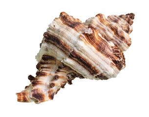 dried shell of muricidae mollusk cutout on white