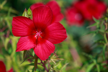 Beautiful red hibiscus