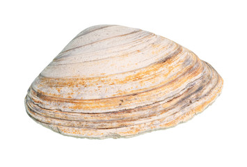 dried yellow striped shell of clam cutout