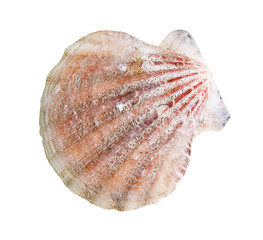 dried shell of scallop cutout on white