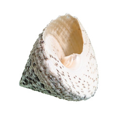 dried empty shell of slit snail cutout on white